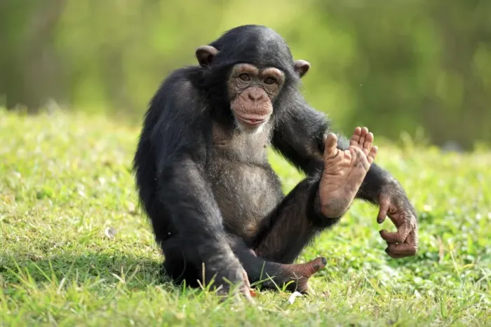 Framed Print : Chimpanzee (Pan troglodytes) young sitting, foot raised Framed Print : Chimpanzee (Pan troglodytes) young sitting, foot raised
