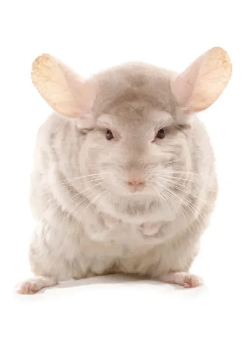 Framed Print : Chinchilla (Chinchilla sp. ) albino adult, standing Framed Print : Chinchilla (Chinchilla sp. ) albino adult, standing