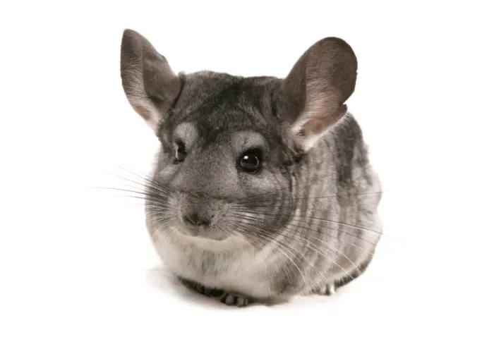 Framed Print : Chinchilla (Chinchilla sp. ) grey adult, sitting Framed Print : Chinchilla (Chinchilla sp. ) grey adult, sitting