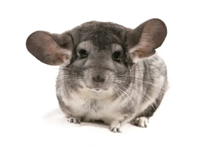 Framed Print : Chinchilla (Chinchilla sp. ) grey adult, sitting