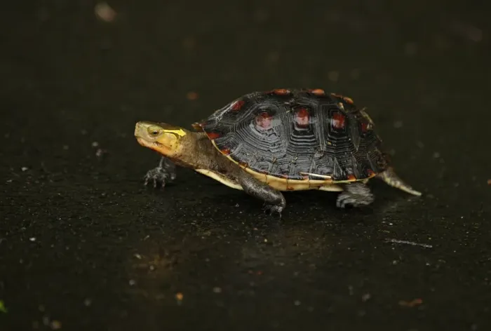 Framed Print : Chinese Box Turtle (Cistoclemmys flavomarginata) adult, crossing wet road during rainfall, Taiwan, April Framed Print : Chinese Box Turtle (Cistoclemmys flavomarginata) adult, crossing wet road during rainfall, Taiwan, April