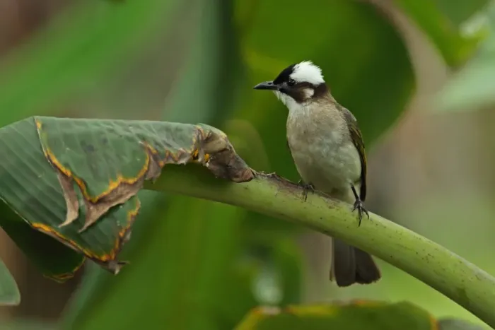 Framed Print : Chinese Bulbul (Pycnonotus sinensis formosae) adult, perched on leaf stem, Taiwan, April Framed Print : Chinese Bulbul (Pycnonotus sinensis formosae) adult, perched on leaf stem, Taiwan, April