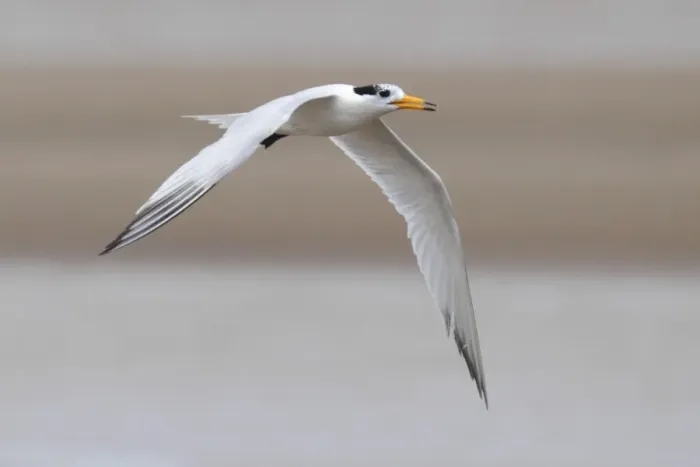 Framed Print : Chinese Crested Tern (Thalasseus bernsteini) adult, non-breeding plumage, in flight over sandbank, Minjiang Estuary, Fujian Province, China, july Framed Print : Chinese Crested Tern (Thalasseus bernsteini) adult, non-breeding plumage, in flight over sandbank, Minjiang Estuary, Fujian Province, China, july