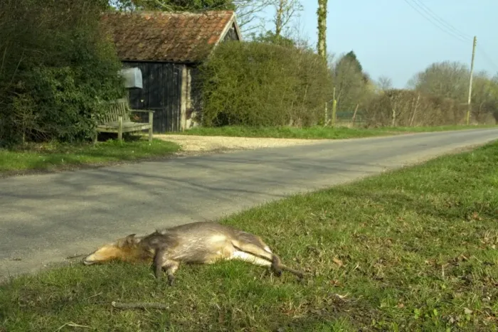 Framed Print : Chinese Muntjac killed by passing car Framed Print : Chinese Muntjac killed by passing car