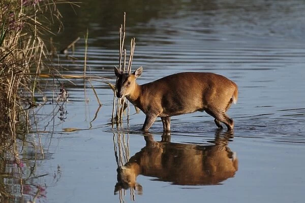 Chinese Muntjac (Muntiacus reevesi) introduced species, adult female, pausing near edge of lake reedbed after walking