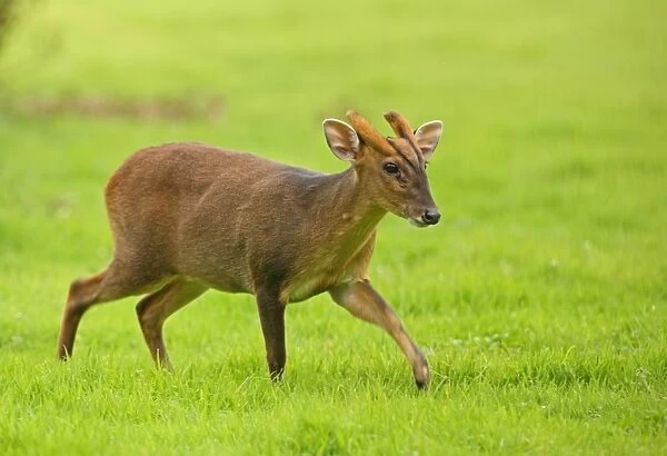 Chinese Muntjac (Muntiacus reevesi) introduced species, immature male, walking in grassy field, Norfolk, England, september