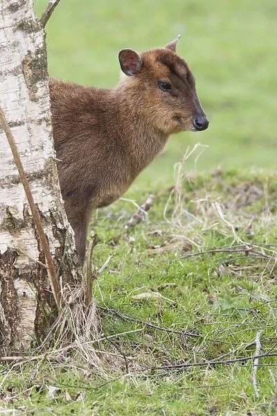 Chinese Muntjac (Muntiacus reevesi) introduced species, immature, standing beside tree, Cambridgeshire, England, march
