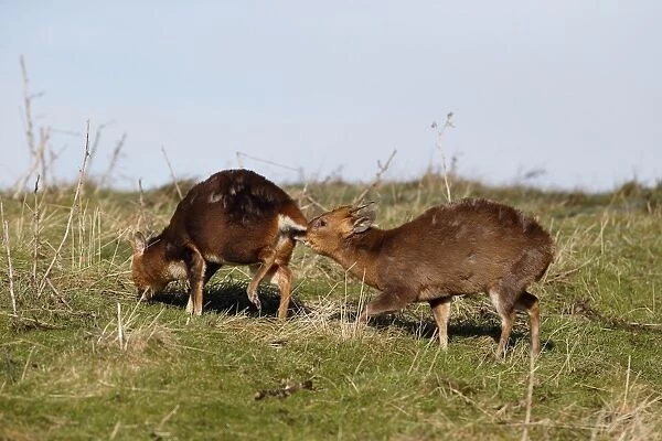 Chinese Muntjac (Muntiacus reevesi) introduced species, two adult males, one scenting other, Warwickshire, England
