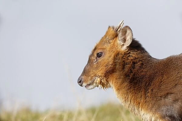 Chinese Muntjac (Muntiacus reevesi) introduced species, adult male, close-up of head, Warwickshire, England, February