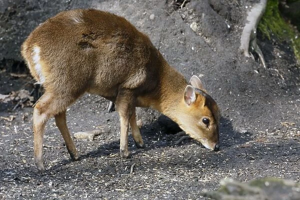 Chinese Muntjac (Muntiacus reevesi) introduced species, young, feeding on seed fallen from birdfeeders