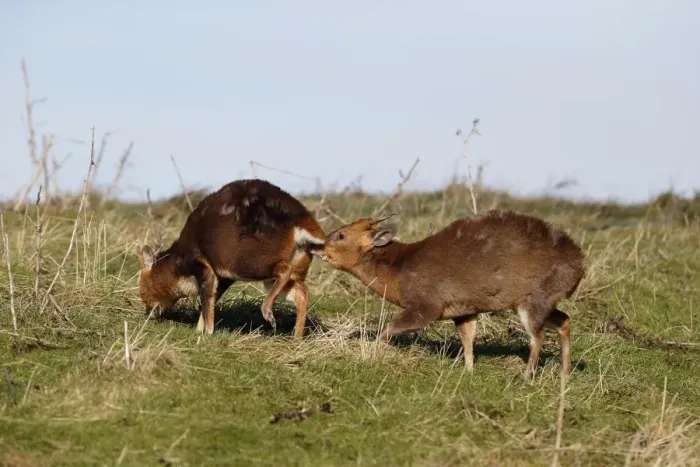 Framed Print : Chinese Muntjac (Muntiacus reevesi) introduced species, two adult males, one scenting other, Warwickshire, England