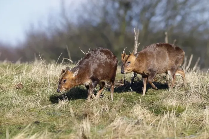 Framed Print : Chinese Muntjac (Muntiacus reevesi) introduced species, two adult males, walking on grass, Warwickshire, England Framed Print : Chinese Muntjac (Muntiacus reevesi) introduced species, two adult males, walking on grass, Warwickshire, England