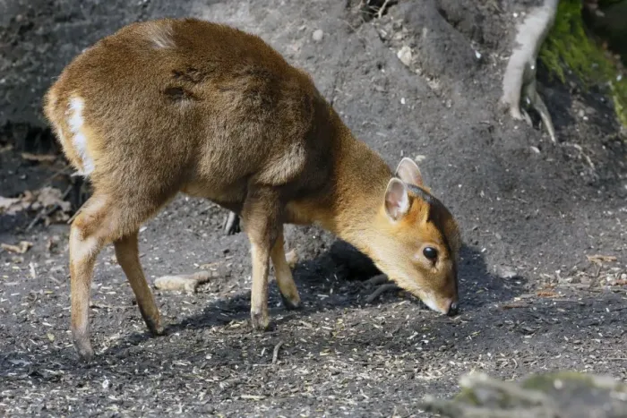 Framed Print : Chinese Muntjac (Muntiacus reevesi) introduced species, young, feeding on seed fallen from birdfeeders Framed Print : Chinese Muntjac (Muntiacus reevesi) introduced species, young, feeding on seed fallen from birdfeeders