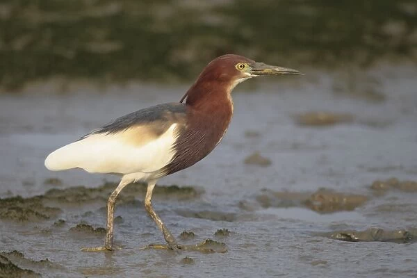 Chinese Pond-heron (Ardeola bacchus) adult, breeding plumage, standing on mudflats, Mai Po Marshes Reserve, Deep Bay