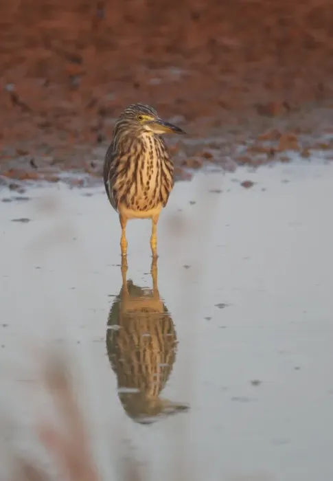 Framed Print : Chinese Pond-heron (Ardeola bacchus) adult, non-breeding plumage, standing in shallow water, Ang Trapaeng Thmor Framed Print : Chinese Pond-heron (Ardeola bacchus) adult, non-breeding plumage, standing in shallow water, Ang Trapaeng Thmor