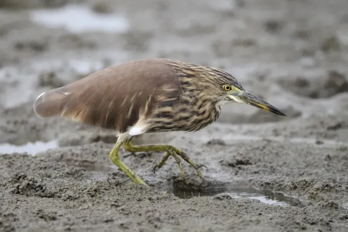 Framed Print : Chinese Pond-heron (Ardeola bacchus) adult, non-breeding plumage, walking on mud, Hong Kong, China, October Framed Print : Chinese Pond-heron (Ardeola bacchus) adult, non-breeding plumage, walking on mud, Hong Kong, China, October