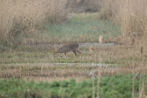 Chinese Water Deer (Hydropotes inermis) adult female, walking in cleared area of reedbed, Strumpshaw Fen RSPB Reserve