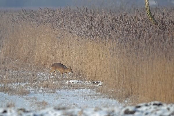 Chinese Water Deer (Hydropotes inermis) introduced species, adult male, walking on snow at edge of reedbed, Strumpshaw Fen RSPB Reserve, River Yare, The Broads, Norfolk, England, december