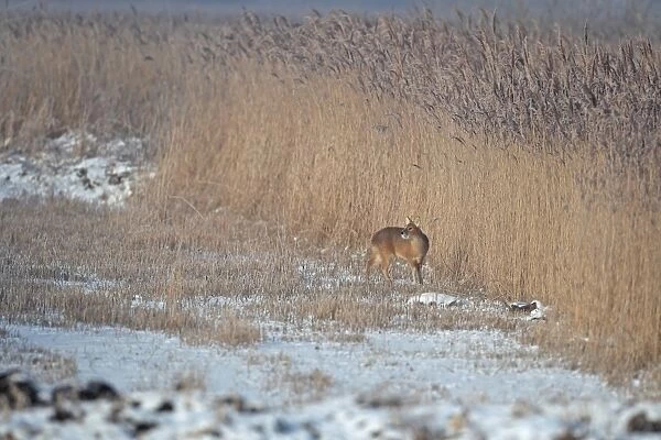 Chinese Water Deer (Hydropotes inermis) introduced species, adult male, standing on snow at edge of reedbed