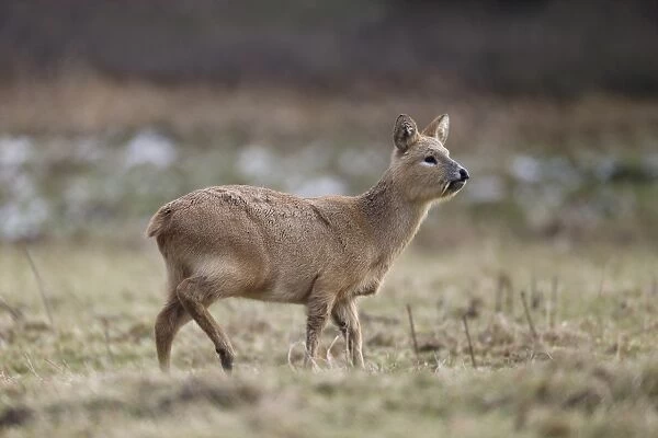 Chinese Water Deer (Hydropotes inermis) introduced species, adult male, standing on grass, Bedfordshire, England