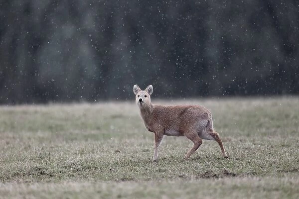 Chinese Water Deer (Hydropotes inermis) introduced species, adult female, standing on grass during snowfall