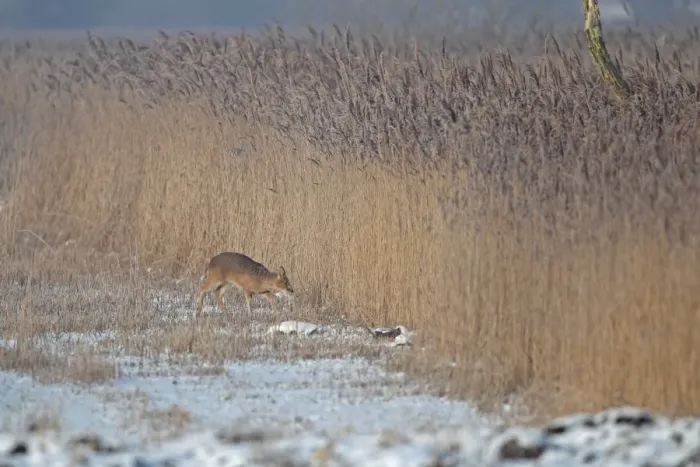 Framed Print : Chinese Water Deer (Hydropotes inermis) introduced species, adult male, walking on snow at edge of reedbed, Strumpshaw Fen RSPB Reserve, River Yare, The Broads, Norfolk, England, december Framed Print : Chinese Water Deer (Hydropotes inermis) introduced species, adult male, walking on snow at edge of reedbed, Strumpshaw Fen RSPB Reserve, River Yare, The Broads, Norfolk, England, december