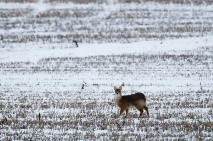 Framed Print : Chinese Water Deer (Hydropotes inermis) introduced species, adult, standing in snow covered stubble field, Norfolk, England, january Framed Print : Chinese Water Deer (Hydropotes inermis) introduced species, adult, standing in snow covered stubble field, Norfolk, England, january