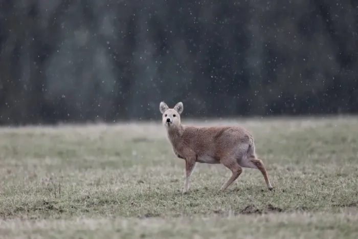 Framed Print : Chinese Water Deer (Hydropotes inermis) introduced species, adult female, standing on grass during snowfall