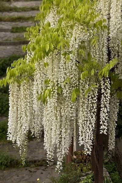 Chinese Wisteria (Wisteria sinensis) Alba, small free-standing tree, flowering, Central Italy, May