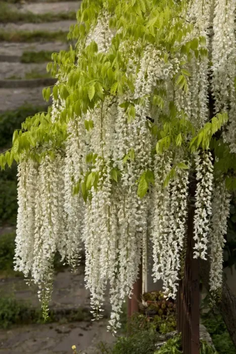 Framed Print : Chinese Wisteria (Wisteria sinensis) Alba, small free-standing tree, flowering, Central Italy, May Framed Print : Chinese Wisteria (Wisteria sinensis) Alba, small free-standing tree, flowering, Central Italy, May