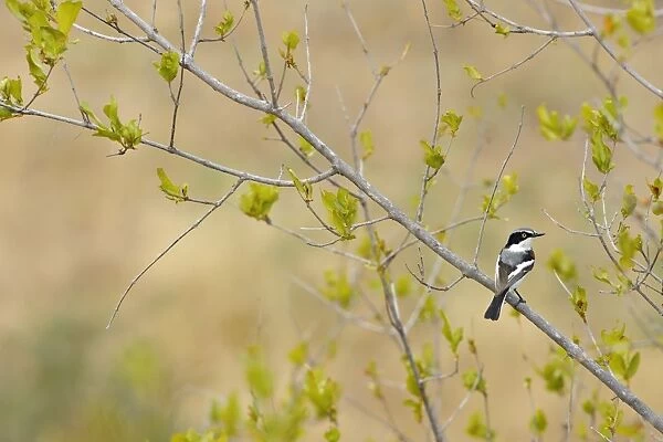 Chinspot Batis (Batis molitor) adult, perched on branch, Balule Reserve, Limpopo Province, South Africa