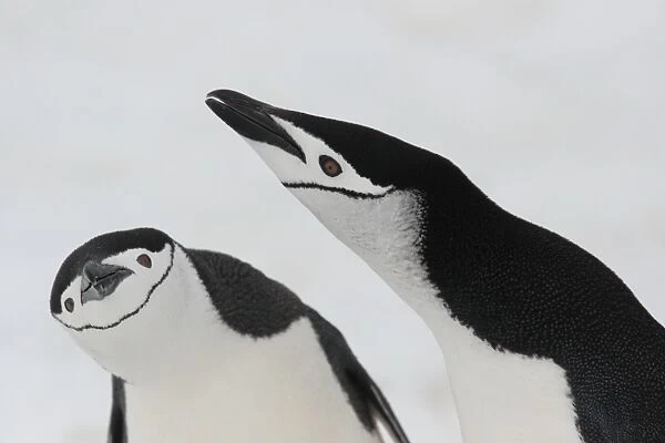 Chinstrap Penguin (Pygoscelis antarctica) adult pair, displaying, close-up of heads, Aitcho Island
