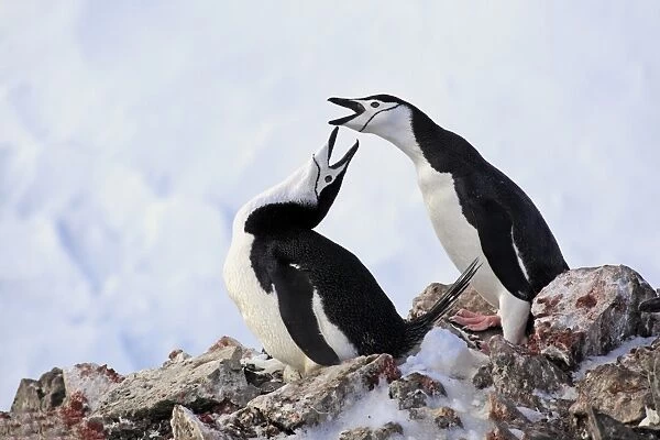 Chinstrap Penguin (Pygoscelis antarctica) adult pair, in courtship display, at nest with egg, Brown Bluff