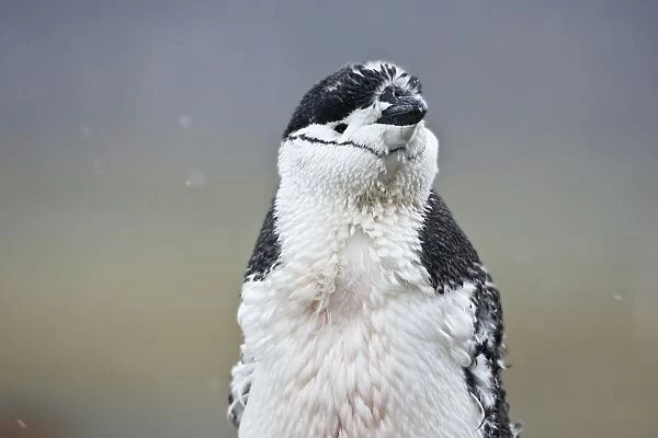 Chinstrap Penguin (Pygoscelis antarctica) adult, close-up of head and breast, moulting feathers, Arctowski, Antarctica