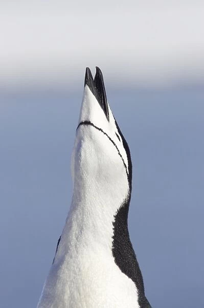 Chinstrap Penguin (Pygoscelis antarctica) adult, braying, close-up of head, Half Moon Island, South Shetland Islands, Antarctica