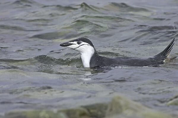 Chinstrap Penguin (Pygoscelis antarctica) adult, swimming at sea, Ronge Island, Antarctic Peninsula, Antarctica