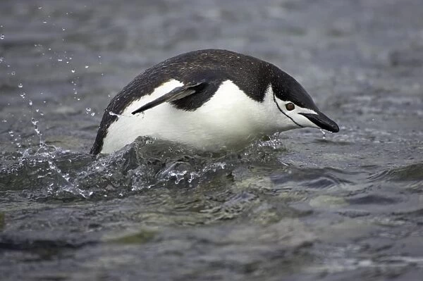 Chinstrap Penguin (Pygoscelis antarctica) adult, swimming, porpoising in shallows, Ronge Island, Antarctic Peninsula, Antarctica