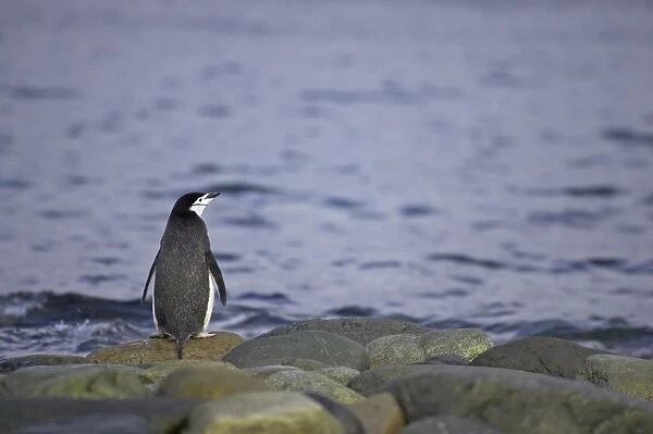 Chinstrap Penguin (Pygoscelis antarctica) adult, standing on rocky shoreline, Ronge Island, Antarctic Peninsula, Antarctica
