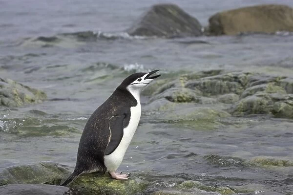 Chinstrap Penguin (Pygoscelis antarctica) adult, calling, standing on rocks at shore, Ronge Island, Antarctic Peninsula, Antarctica