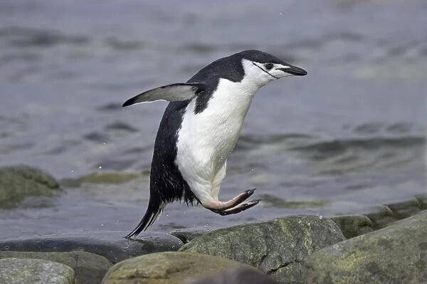 Chinstrap Penguin (Pygoscelis antarctica) adult, emerging from sea, leaping onto rocks at shore, Ronge Island, Antarctic Peninsula, Antarctica