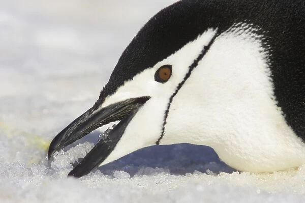 Chinstrap Penguin (Pygoscelis antarctica) adult, feeding on snow, close-up of head, Half Moon Island, South Shetland Islands, Antarctica