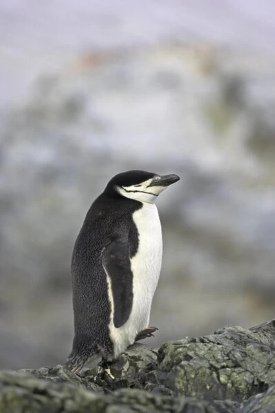 Chinstrap Penguin (Pygoscelis antarctica) adult, sleeping, resting on rocks, Ronge Island, Antarctic Peninsula, Antarctica