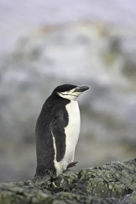 Framed Print : Chinstrap Penguin (Pygoscelis antarctica) adult, sleeping, resting on rocks, Ronge Island, Antarctic Peninsula, Antarctica Framed Print : Chinstrap Penguin (Pygoscelis antarctica) adult, sleeping, resting on rocks, Ronge Island, Antarctic Peninsula, Antarctica