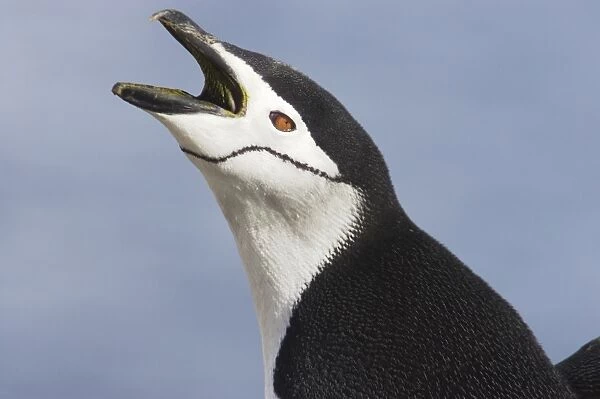 Chinstrap Penguin (Pygoscelis antarctica) adult, braying, close-up of head, Half Moon Island, South Shetland Islands, Antarctica