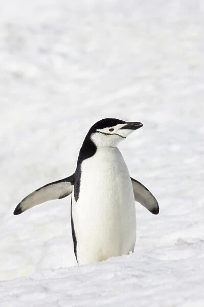 Chinstrap Penguin (Pygoscelis antarctica) adult, standing on snow, Half Moon Island, South Shetland Islands, Antarctica