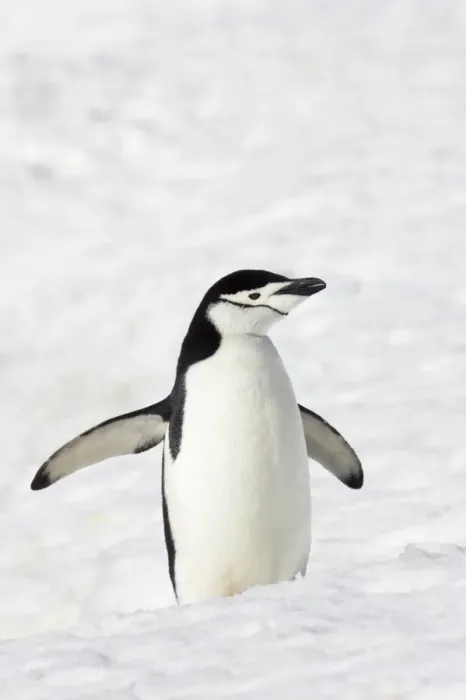 Framed Print : Chinstrap Penguin (Pygoscelis antarctica) adult, standing on snow, Half Moon Island, South Shetland Islands, Antarctica Framed Print : Chinstrap Penguin (Pygoscelis antarctica) adult, standing on snow, Half Moon Island, South Shetland Islands, Antarctica
