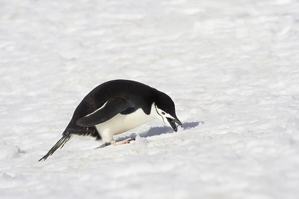 Chinstrap Penguin (Pygoscelis antarctica) adult, feeding on snow, Half Moon Island, South Shetland Islands, Antarctica