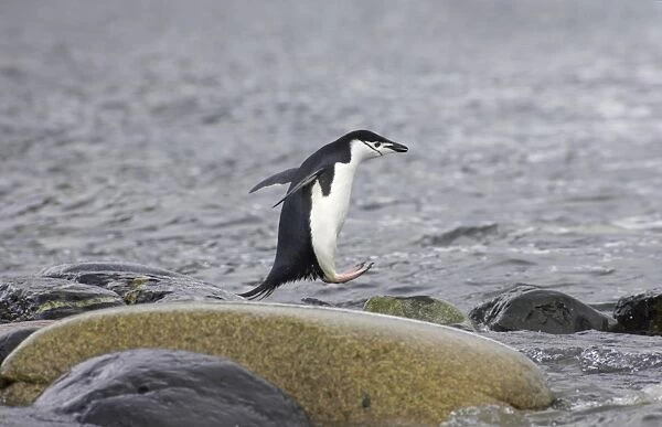 Chinstrap Penguin (Pygoscelis antarctica) adult, leaping across rocks on shore, Ronge Island, Antarctic Peninsula, Antarctica