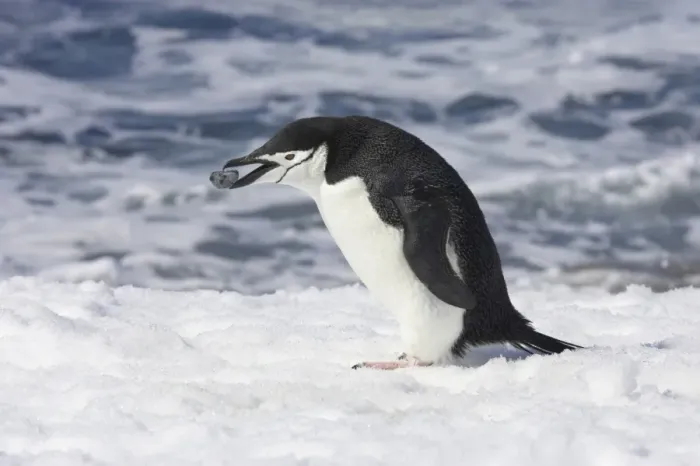 Framed Print : Chinstrap Penguin (Pygoscelis antarctica) adult, collecting pebble for nesting material, Half Moon Island, South Shetland Islands, Antarctica Framed Print : Chinstrap Penguin (Pygoscelis antarctica) adult, collecting pebble for nesting material, Half Moon Island, South Shetland Islands, Antarctica