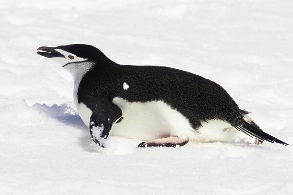 Chinstrap Penguin (Pygoscelis antarctica) adult, tobogganing over snow, Half Moon Island, South Shetland Islands, Antarctica
